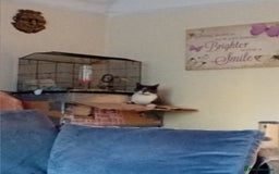 British Shorthair cats for sale: Munchkin  - Image 5