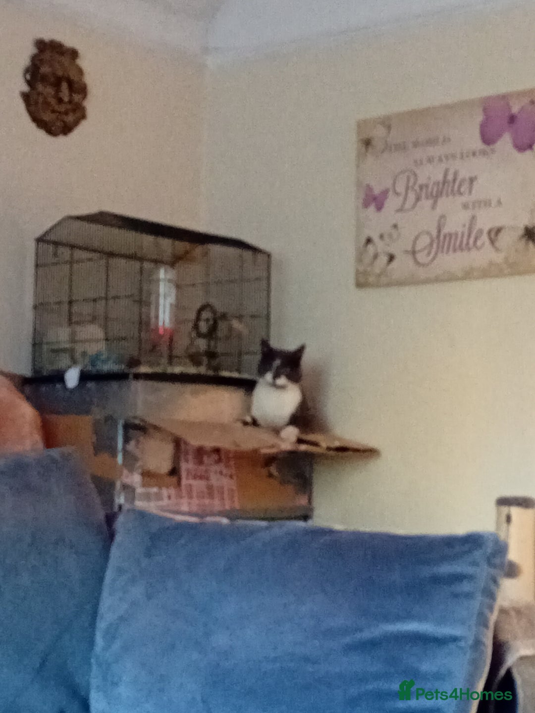 British Shorthair cats for sale: Munchkin  - Image 5