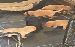 Labrador Retriever dogs for sale: Stunning litter of Fox Red and Black Labradors - Image 23
