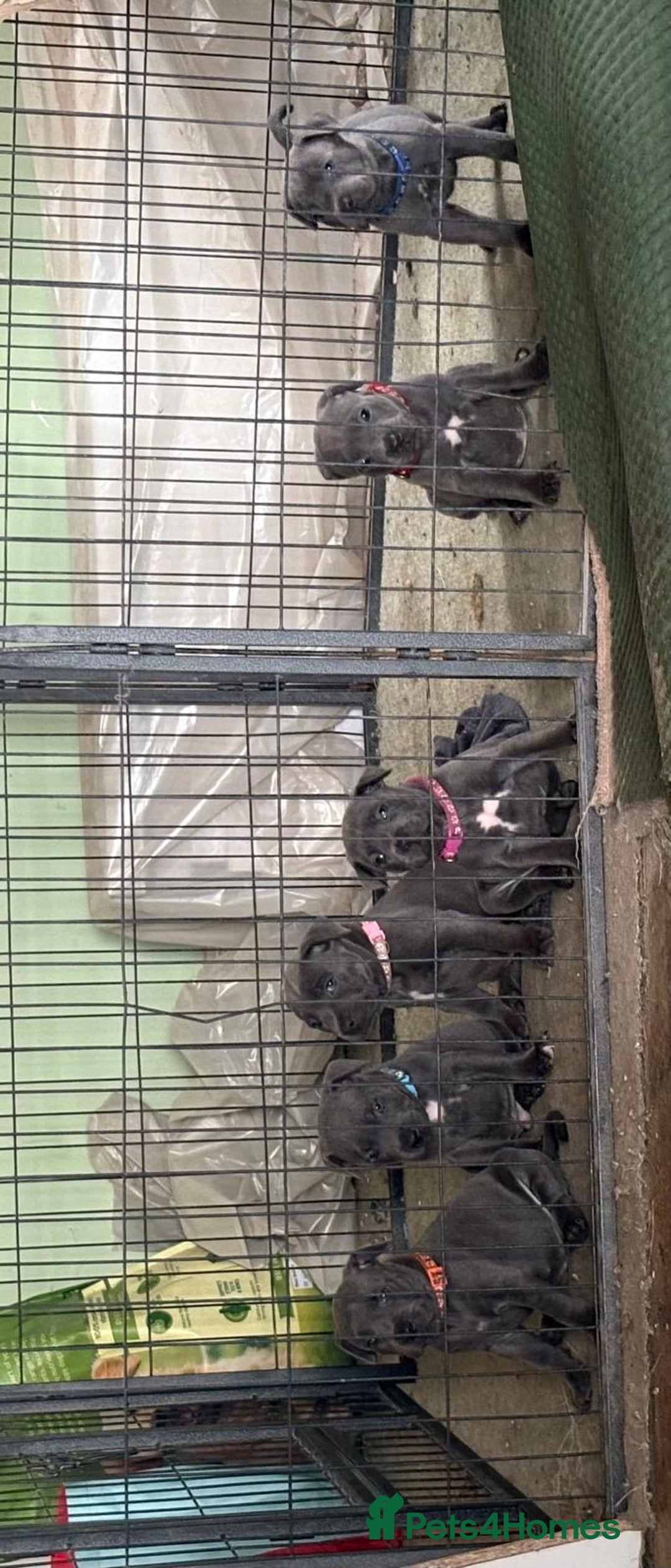 Staffordshire Bull Terrier dogs for sale: 6 x stunning blue eyed staffs puppies - Image 8