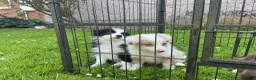 Border Collie dogs for sale: Stunning border collie pups  - Advert 12