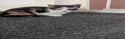 Mixed Breed cats for sale: Kittens for sale in Glasgow - Advert 7