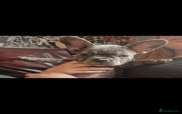 French Bulldog dogs for sale: Beautiful brindle french-bulldog girl left!  - Image 32
