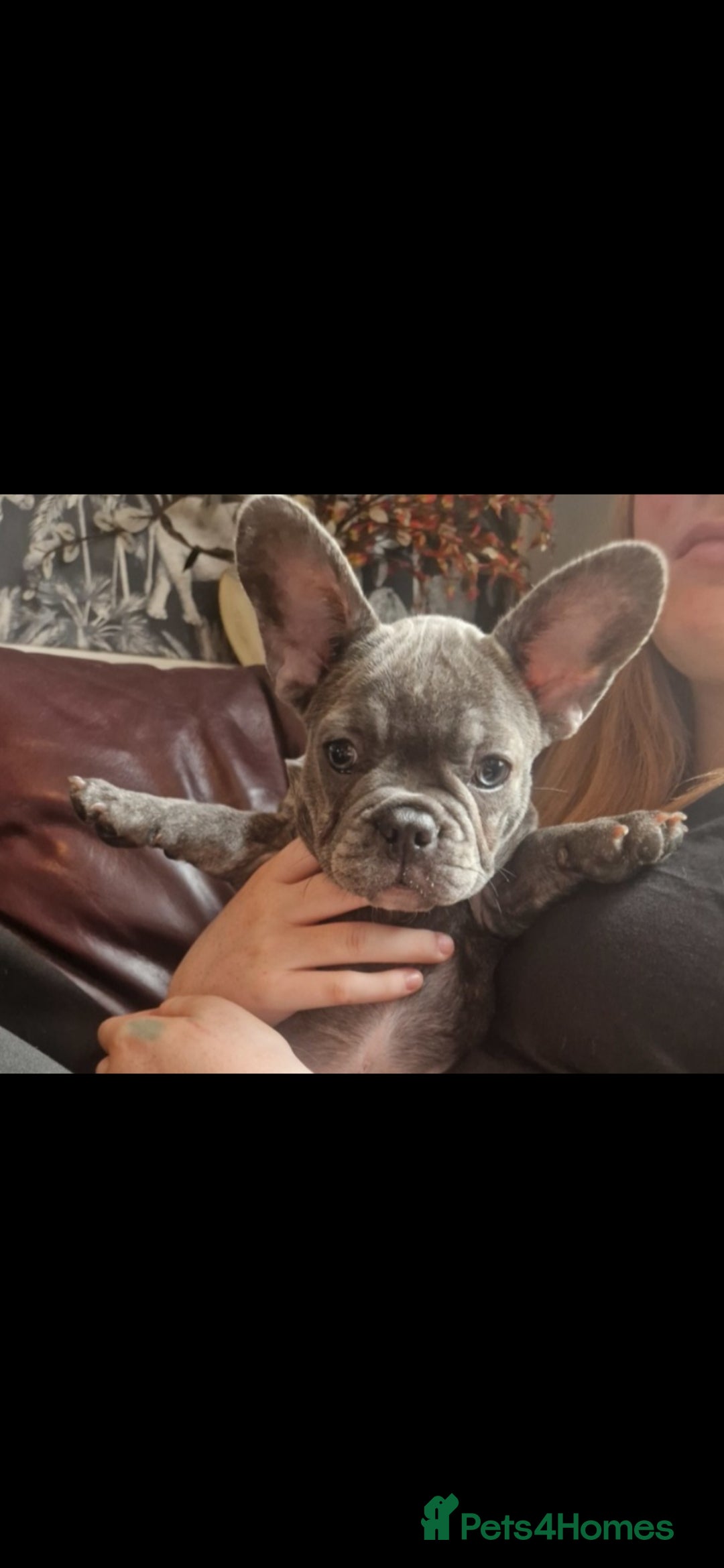 French Bulldog dogs for sale: Beautiful brindle french-bulldog girl left!  - Image 32