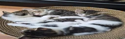 Mixed Breed cats for sale: Kittens - Advert 10