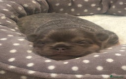 French Bulldog dogs for sale: fluffy french bulldogs - Advert 6