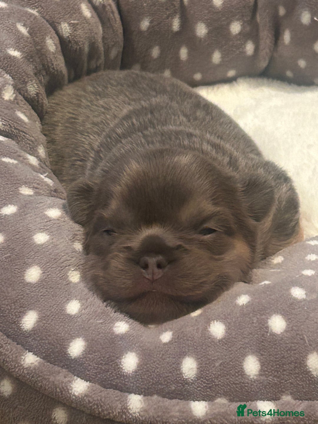 French Bulldog dogs for sale: fluffy french bulldogs - Advert 6