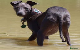 Italian Greyhound dogs for sale: ITALIAN GREYHOUND PUPPIES  - Image 32