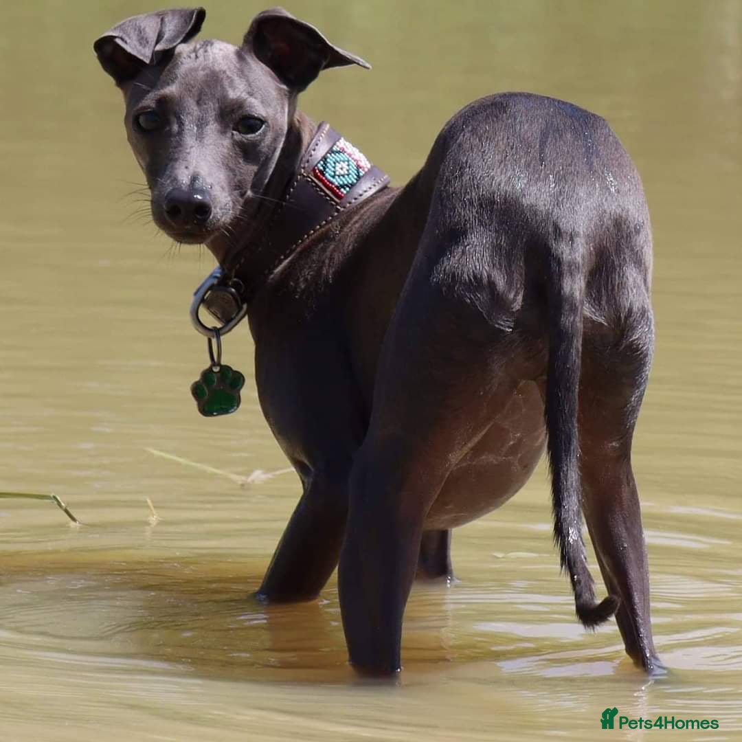 Italian Greyhound dogs for sale: ITALIAN GREYHOUND PUPPIES  - Image 32
