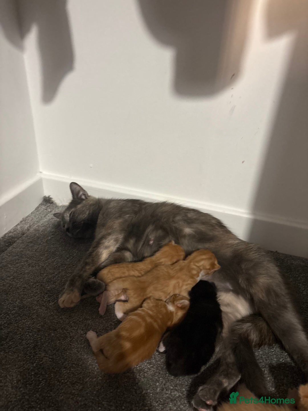 Mixed Breed cats for sale: Kittens for sale  - Image 6