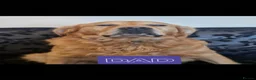 Golden Retriever dogs for sale: 🐾 Pure Golden Retriever puppies 🐾 - Advert 20