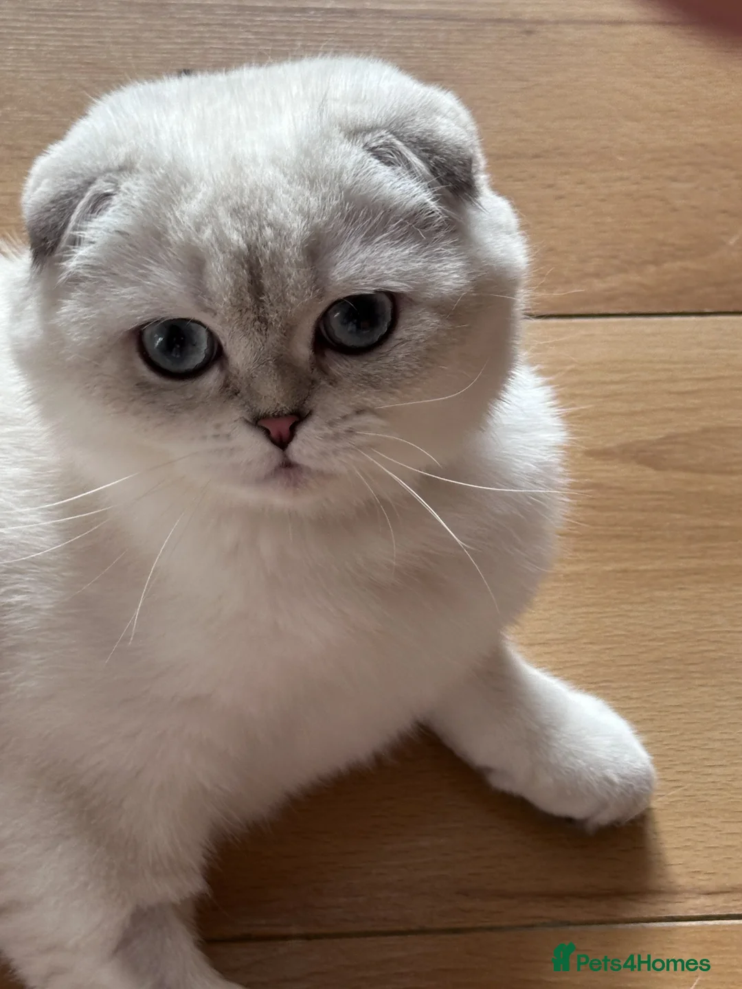 Scottish Fold cats for sale: Beautiful Scottish Fold Pedigree Girls - Advert 1