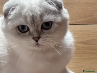 Scottish Fold cats Beautiful Scottish Fold Girls 8 months old - Advert 2