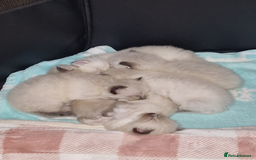 Ragdoll cats for sale: 6 beautiful PURE ragdolls - Image 18