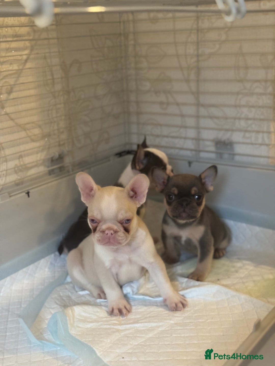 French Bulldog dogs for sale: Beautiful Litter Of Husky French Bulldogs - Advert 15