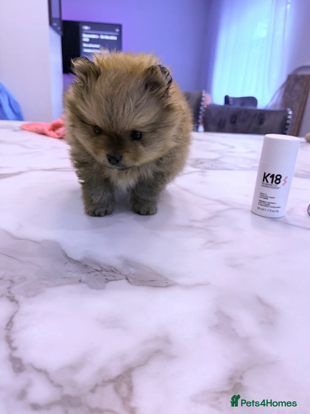 Pomeranian dogs for sale: Stunning Pomeranian Boy – Kennel Club Reg - Advert 7