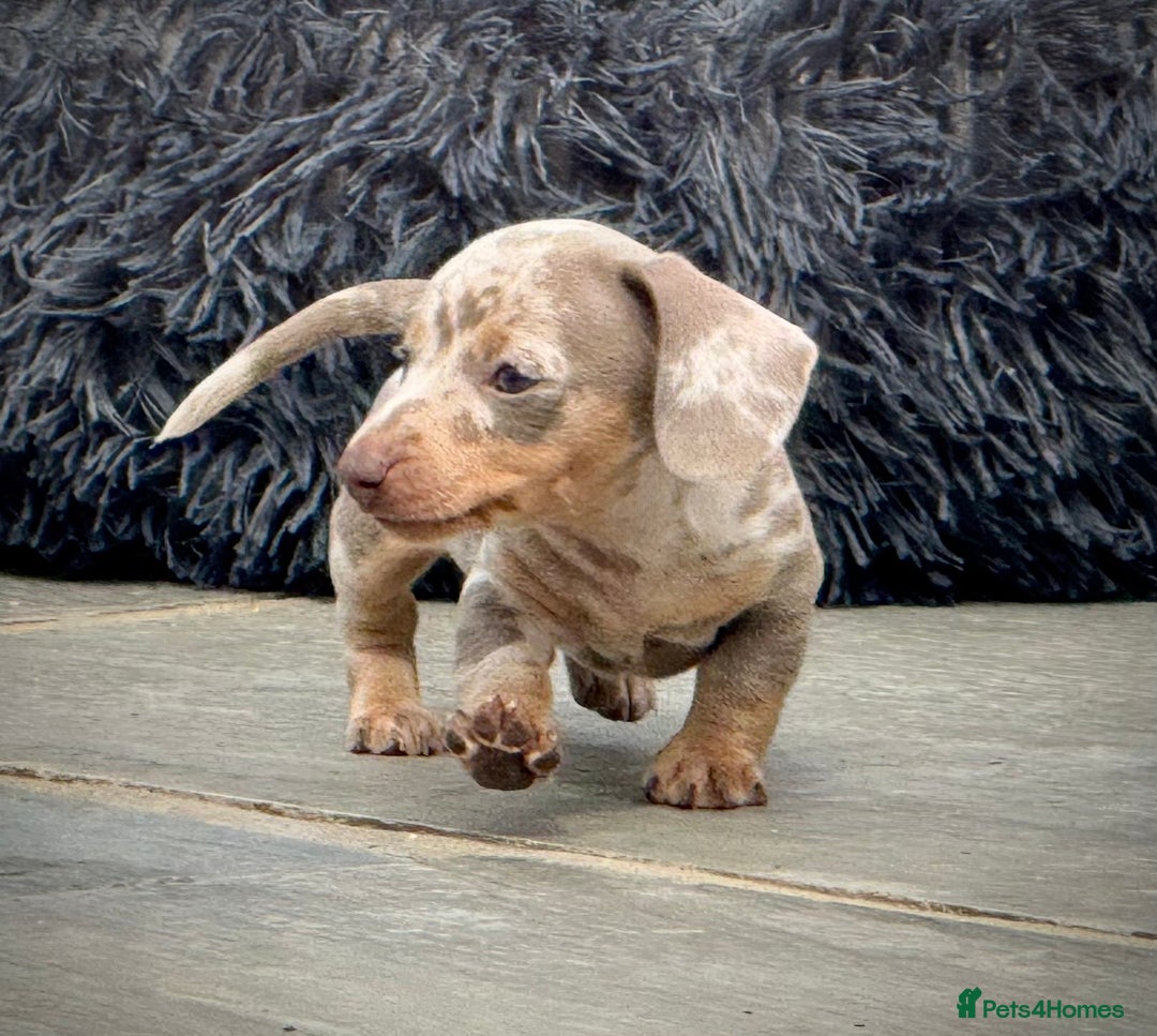 Miniature Dachshund dogs for sale: Beautiful litter of miniature dachshund puppies  - Image 24