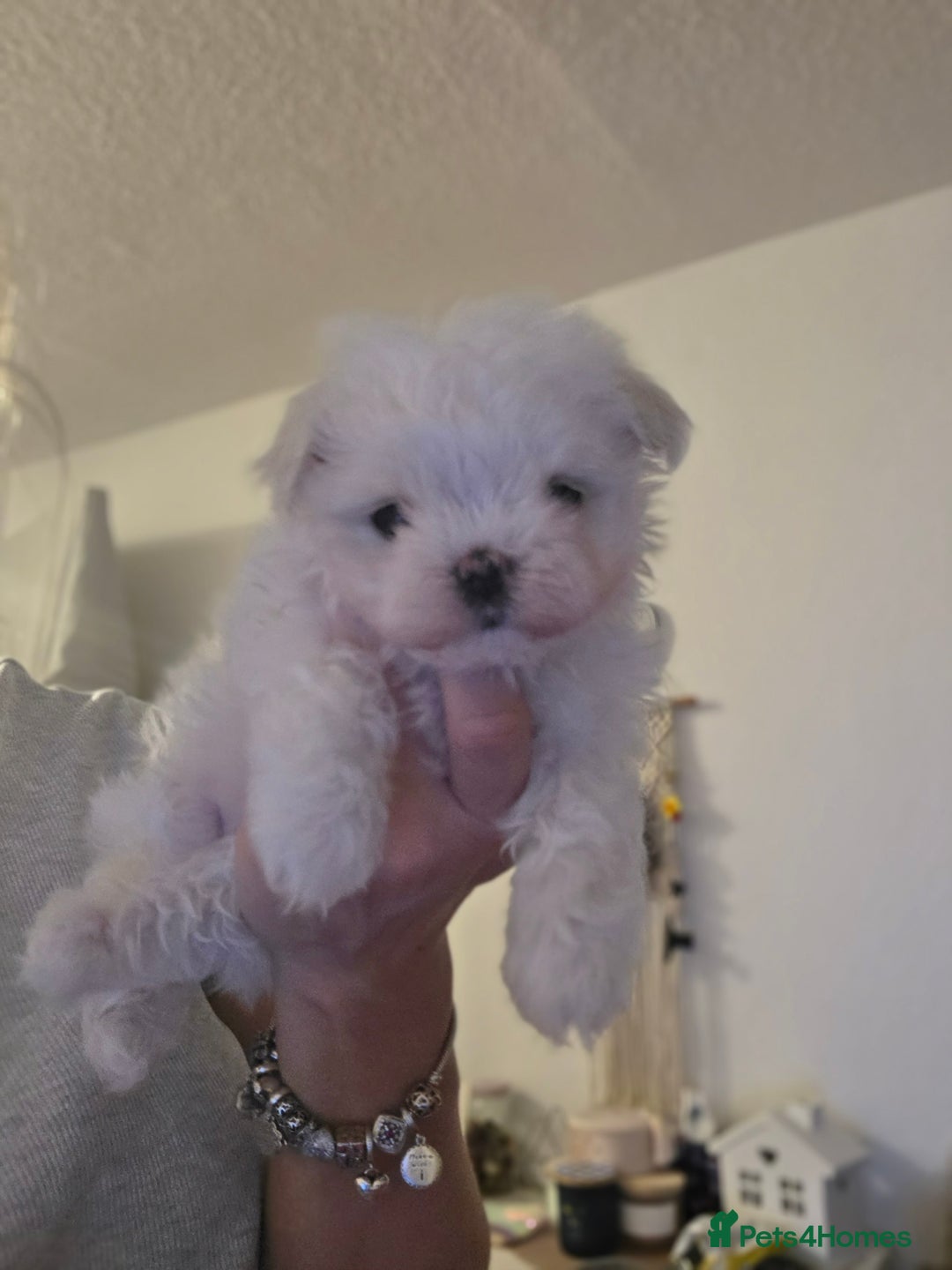 Maltese dogs for sale: Tiny Korean maltese - Advert 2