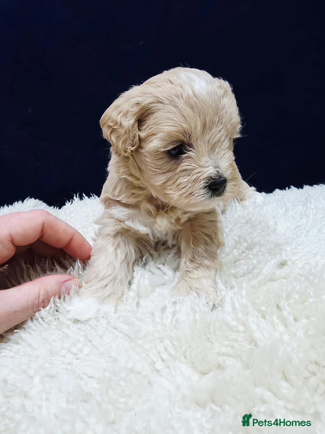 Maltipoo dogs for sale: F1B Maltipoo Puppies, Toy Size, Hypoallergenic, - Advert 20
