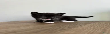 Mixed Breed Kitten 1