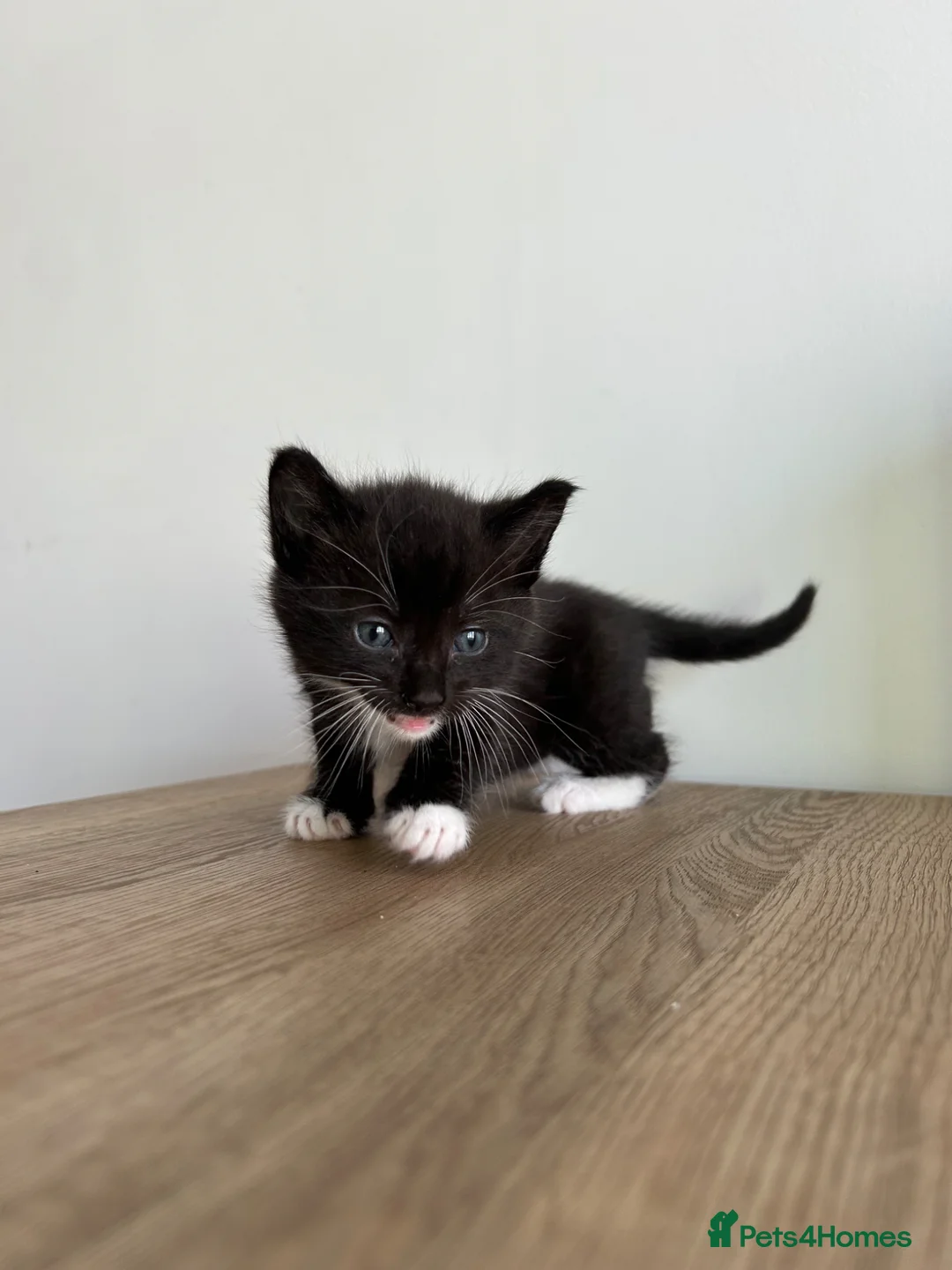 Mixed Breed cats for sale: 3 Fluffy Kittens - Advert 2