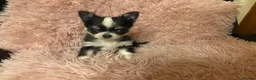 Chihuahua dogs for sale: Cuddly Little Chihuahua puppy for sale - Advert 5