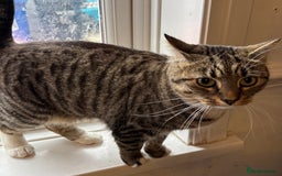 Mixed Breed cats for sale: 2 beautiful girls looking for new home - Image 2