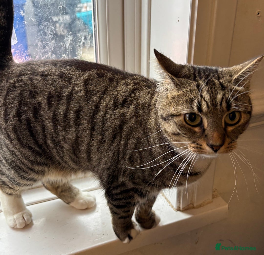 Mixed Breed cats for sale: 2 beautiful girls looking for new home - Image 2