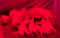 Sealyham Terrier dogs for sale: Sealyham terrier crosses  - Image 6