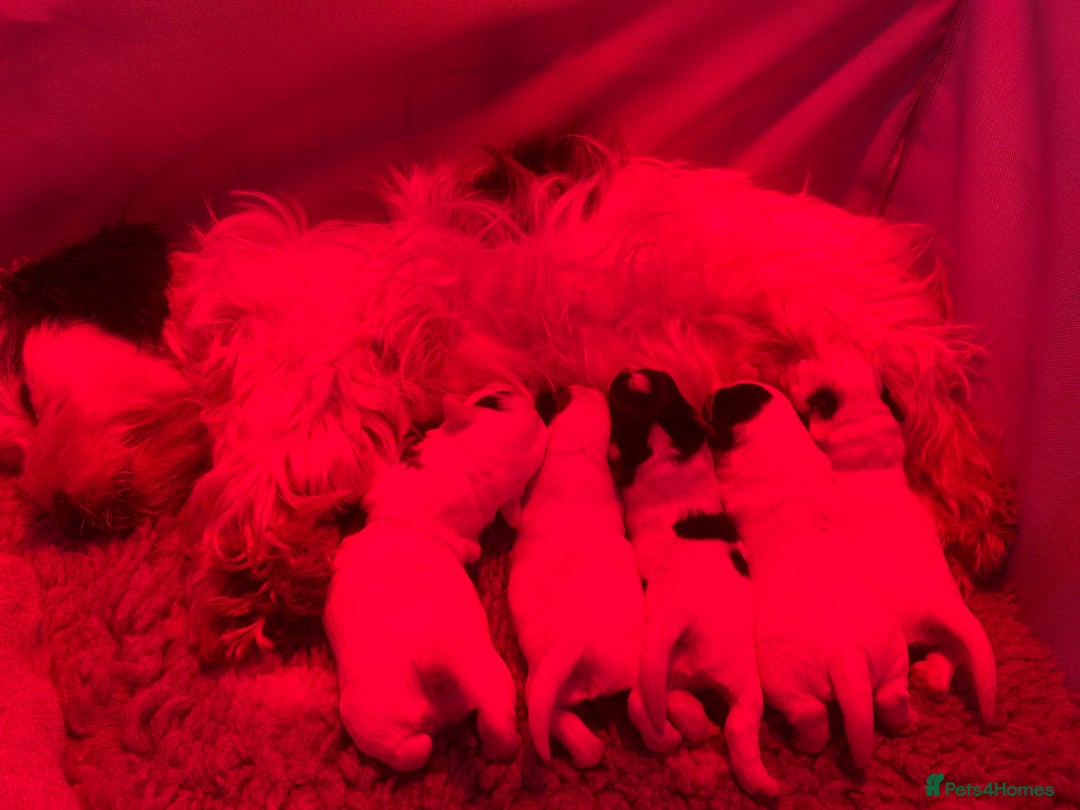 Sealyham Terrier dogs for sale: Sealyham terrier crosses  - Image 6