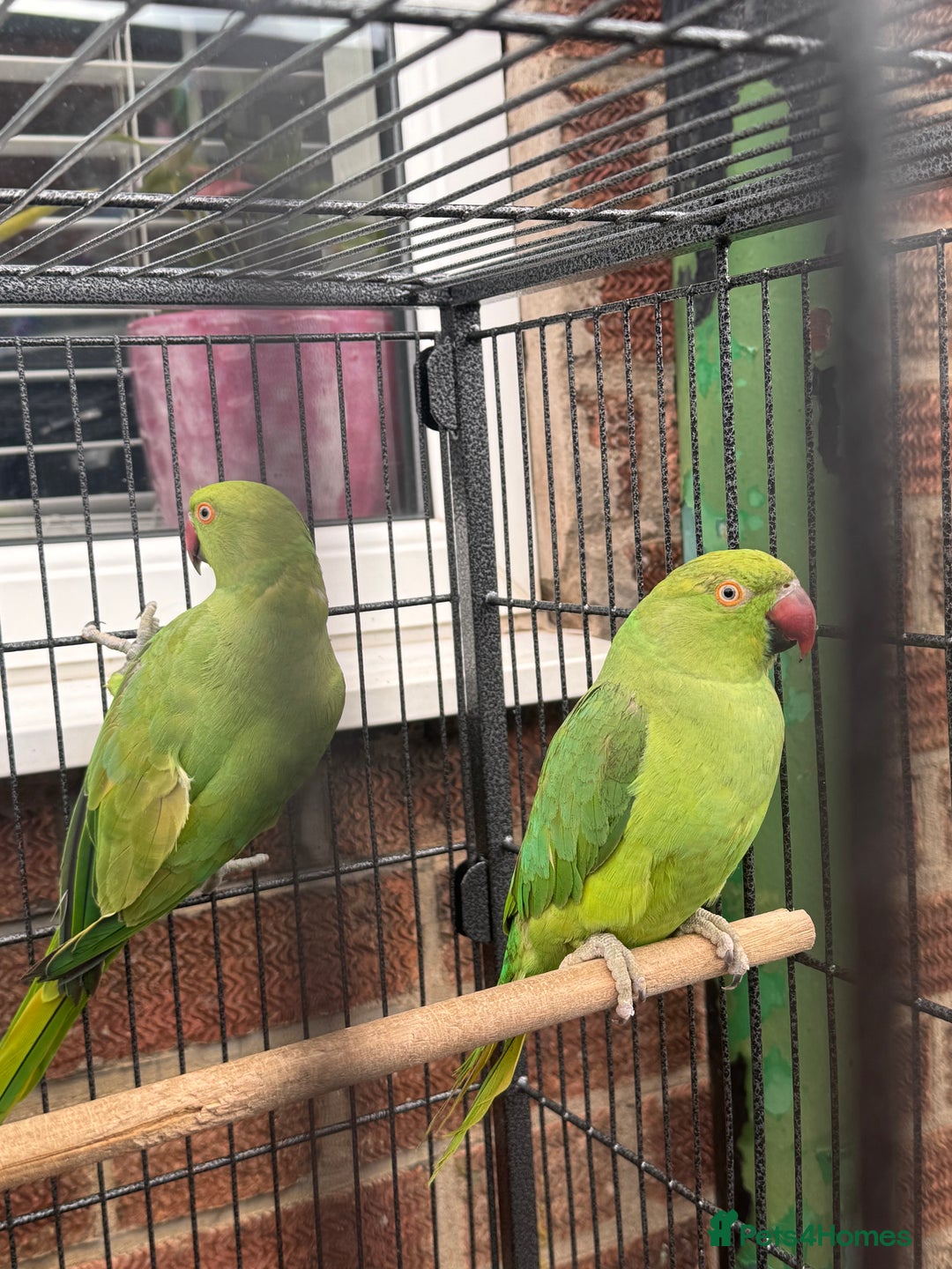 Parrots birds for sale: Green neck Parrot  - Image 2