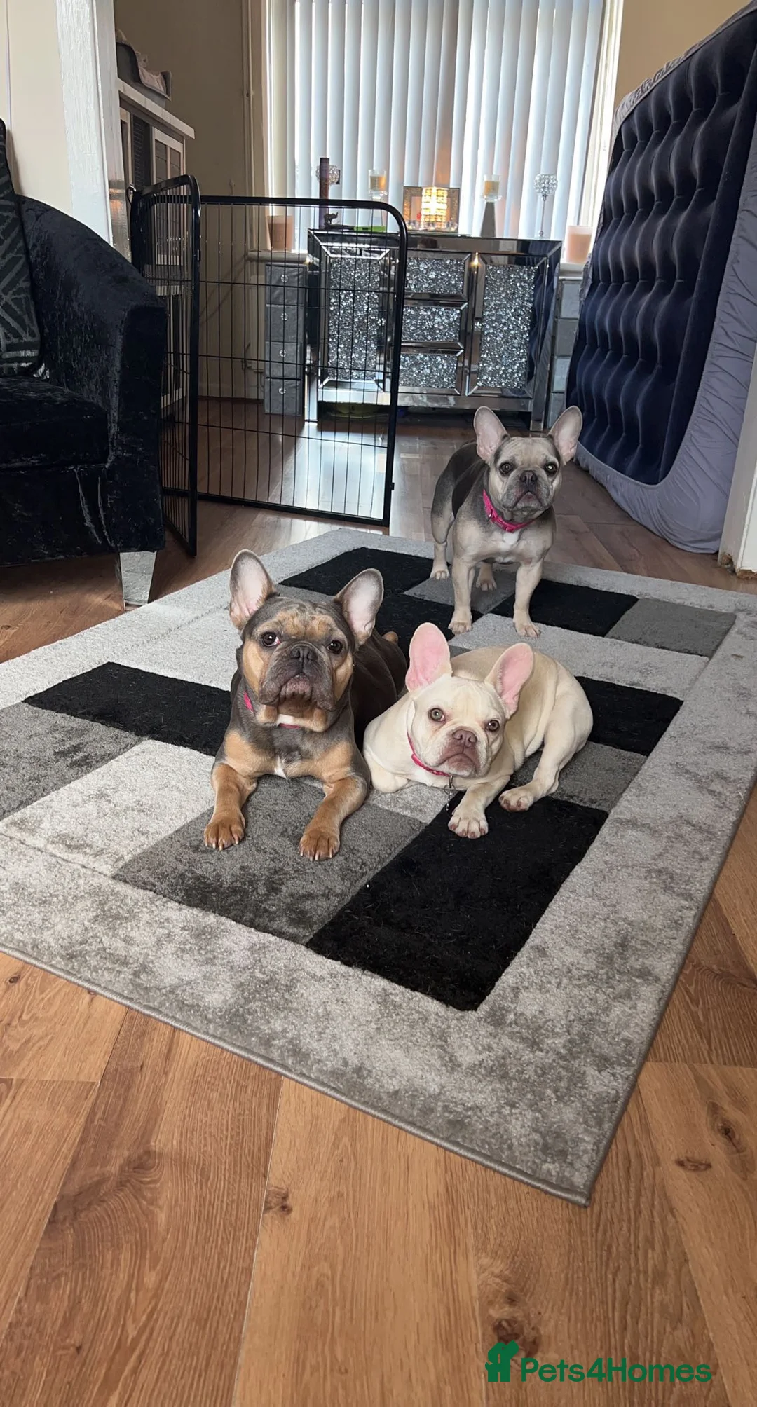 French Bulldog dogs for sale: Platinum lilac French bulldog girl  in Treharris - Advert 6