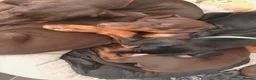Dobermann dogs for sale: Dobermann puppies - Advert 6