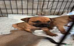 Staffordshire Bull Terrier dogs for sale: 1 puppy left Outstanding dual breeding  - Image 21