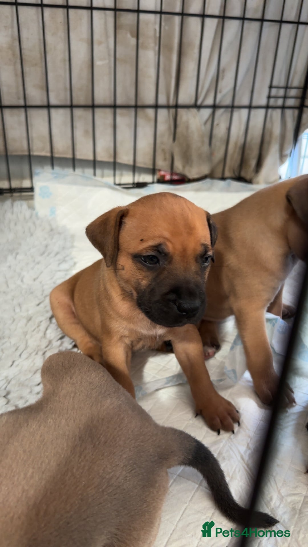Staffordshire Bull Terrier dogs for sale: 1 puppy left Outstanding dual breeding  - Image 21