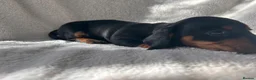 Miniature Dachshund dogs for sale: Bubbles and Oreo  - Advert 5