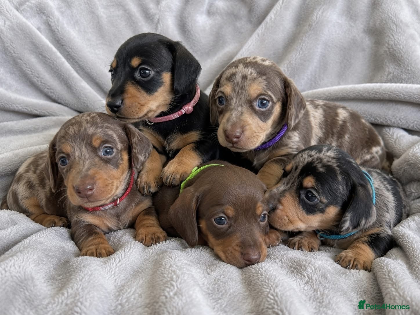 Miniature Dachshund dogs Miniature Dachshund Puppies - Advert 17