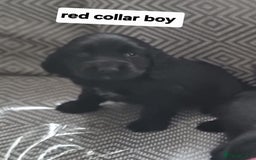Cocker Spaniel dogs for sale: Show type cocker spaniel puppies  - Image 6