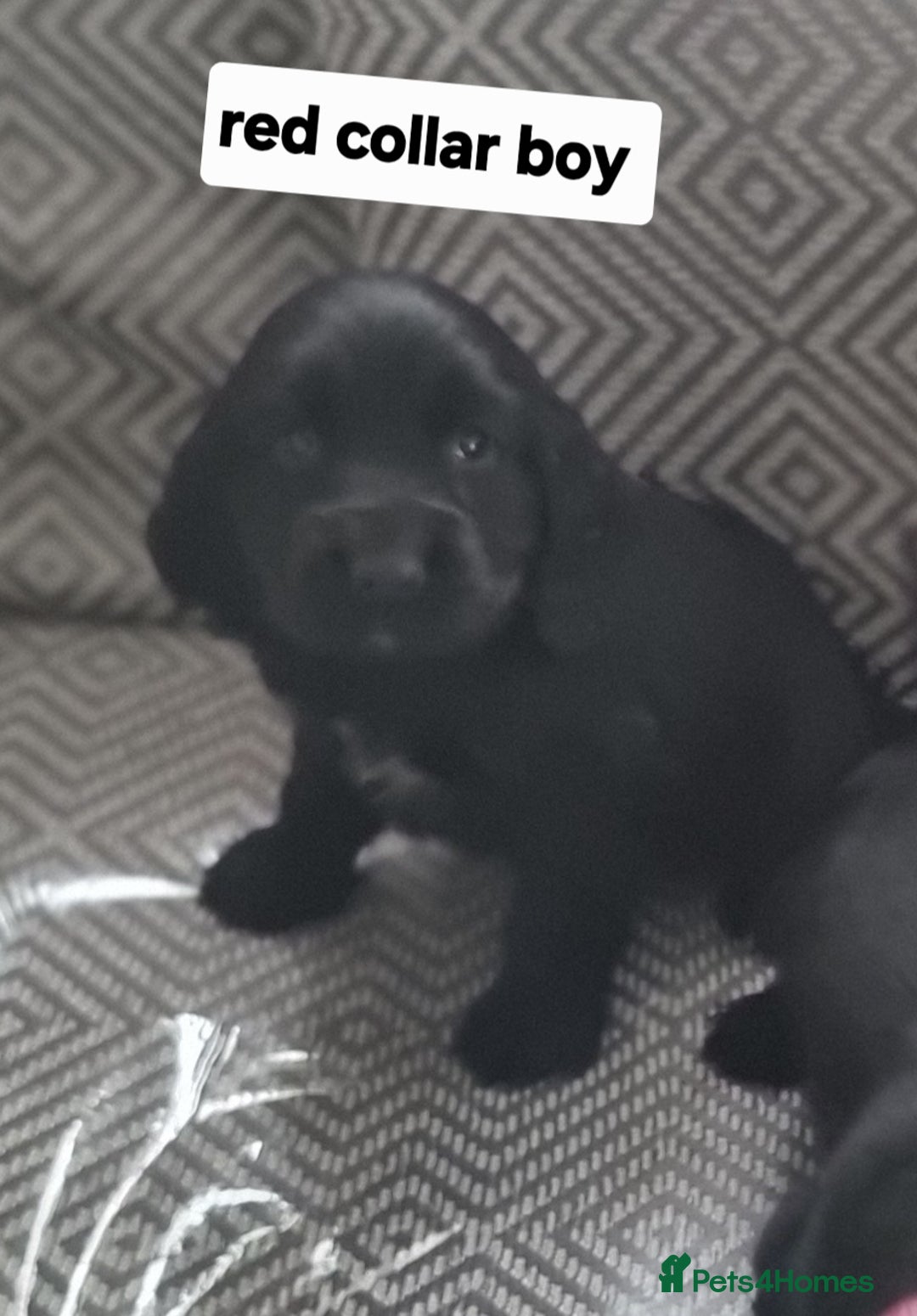 Cocker Spaniel dogs for sale: Show type cocker spaniel puppies  - Image 6