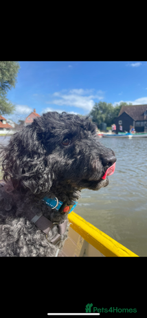 Miniature Poodle dogs - Advert 4