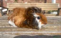 Guinea Pig rodents for sale: Abyssinian long haired  - Image 6