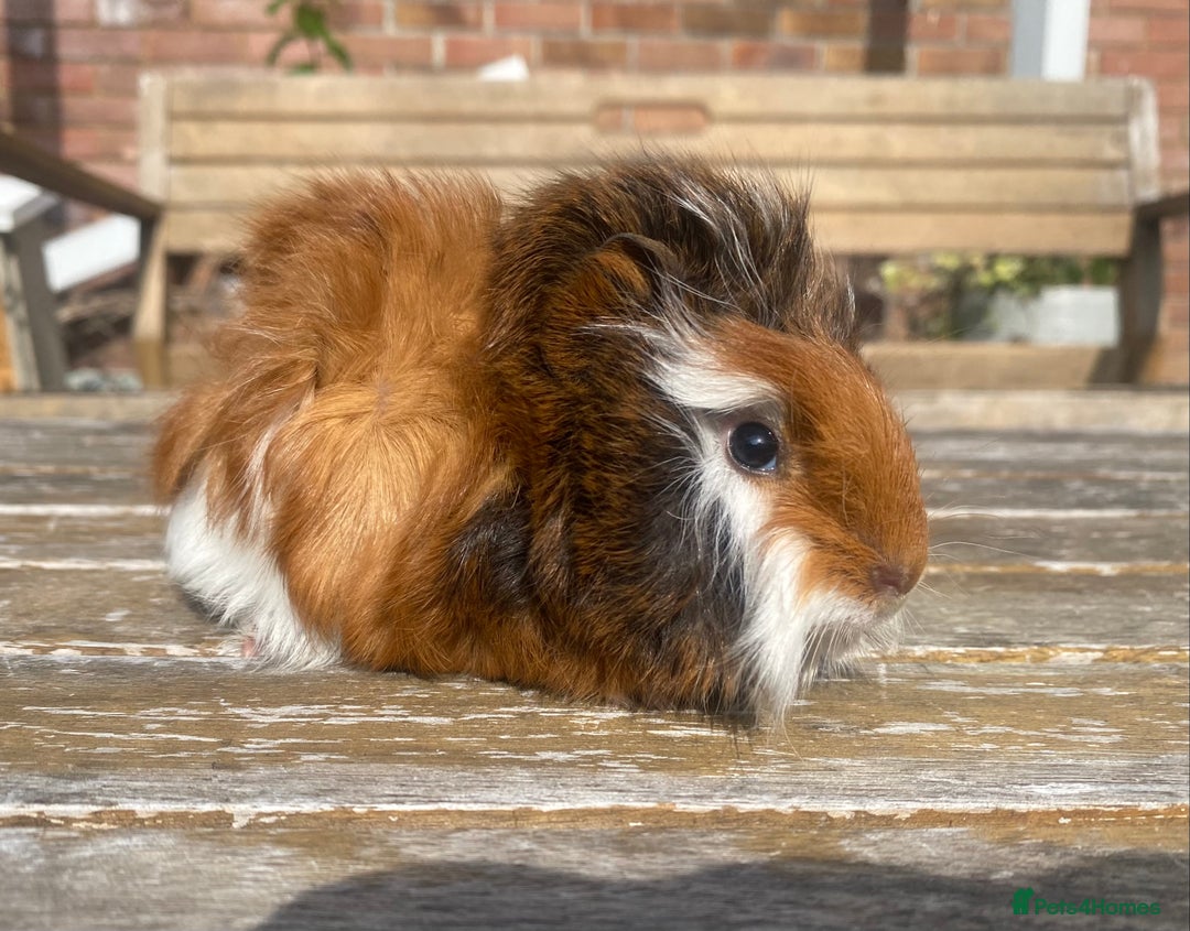 Guinea Pig rodents for sale: Abyssinian long haired  - Image 6