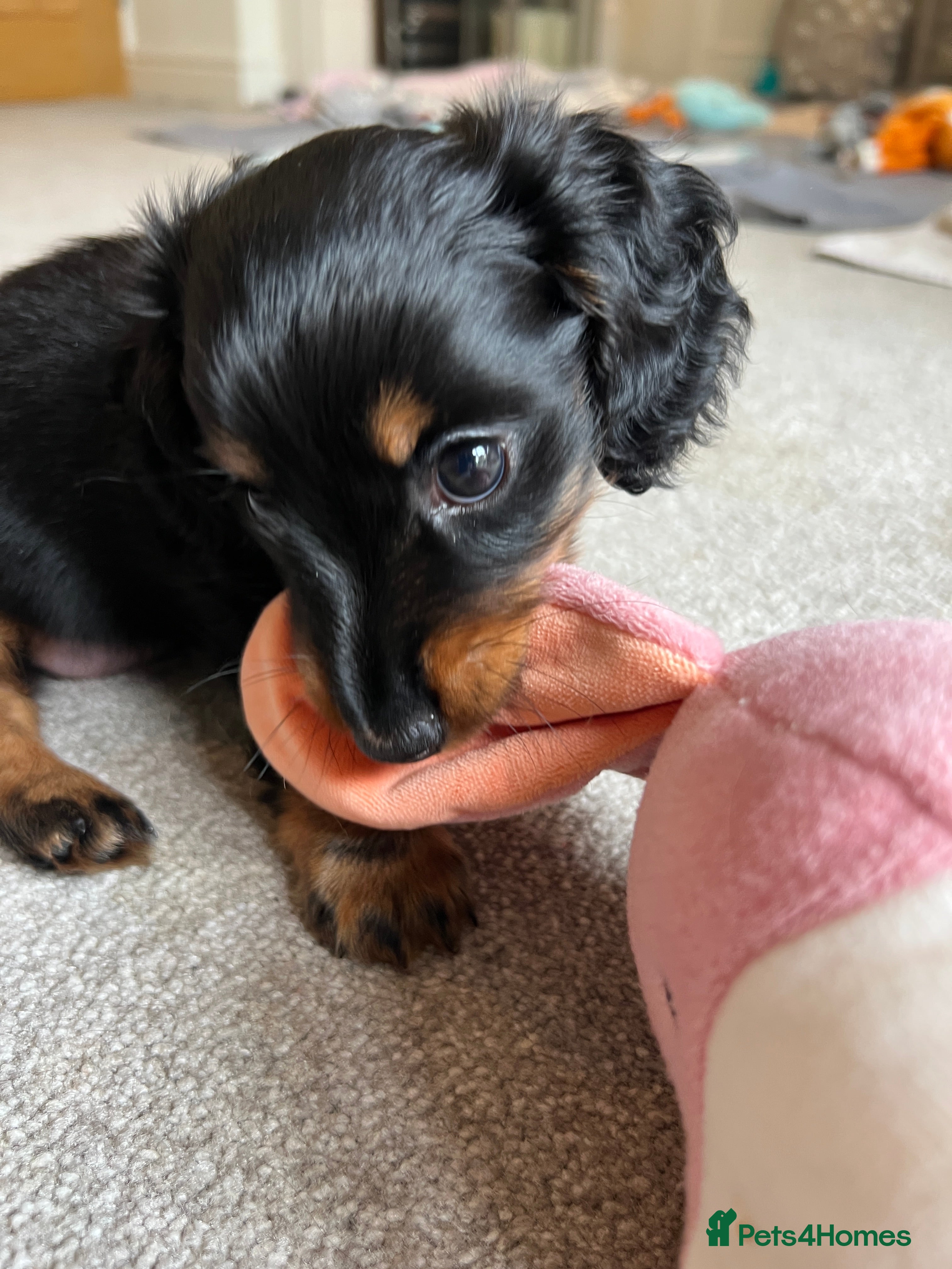 Miniature Dachshund dogs PICTURE PERFECT little girl  LONG HAIRED  - Advert 2