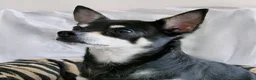 Chihuahua dogs for sale: Pepe and Coco are looking for a new home in London - Advert 8