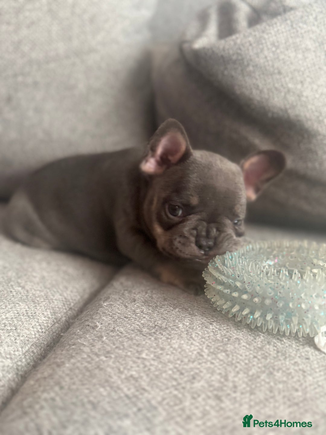 French Bulldog dogs for sale: French Bulldog Puppies - Advert 7