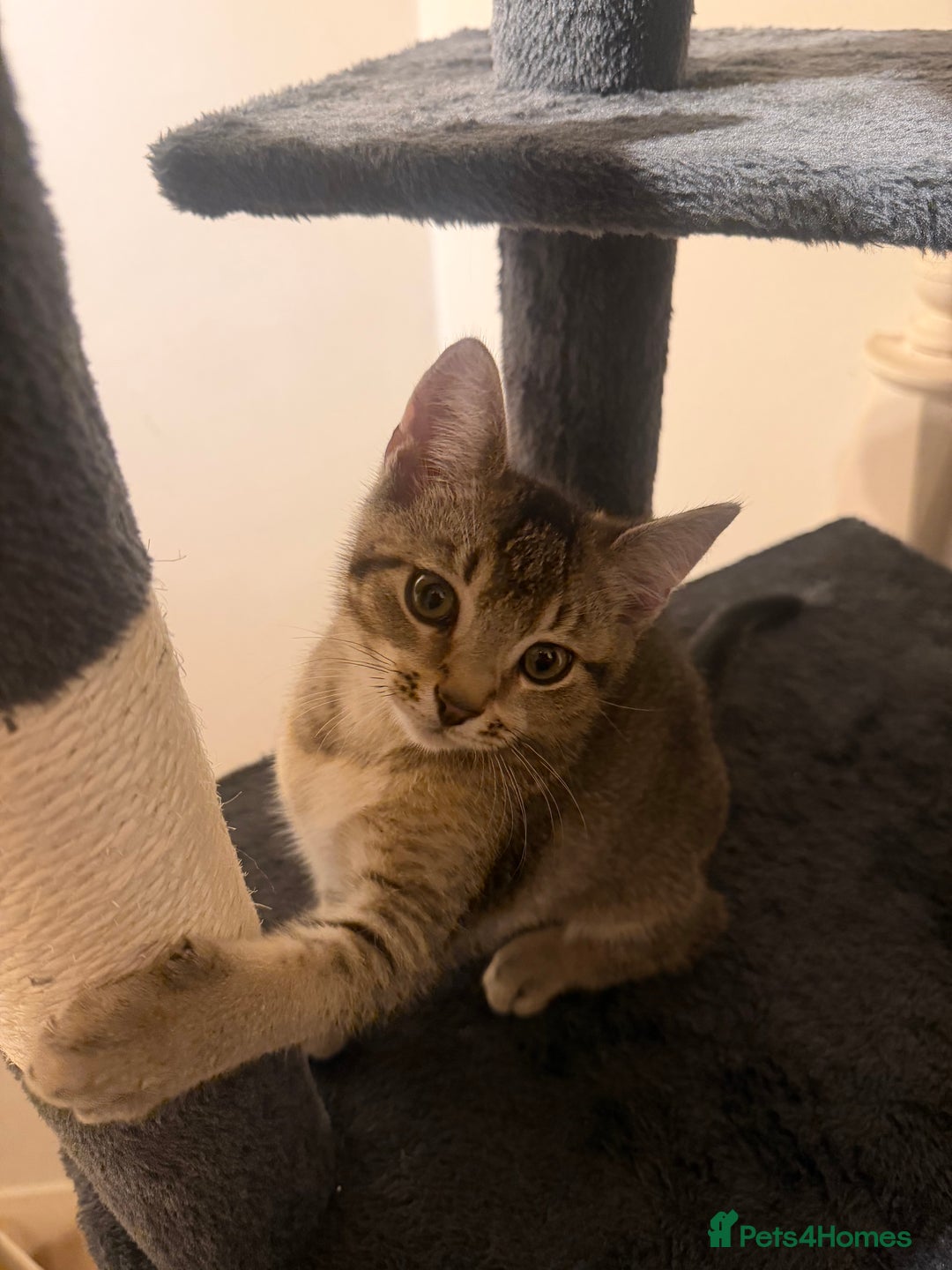 Mixed Breed cats for sale: Two beautiful kittens are looking for a new home - Advert 4