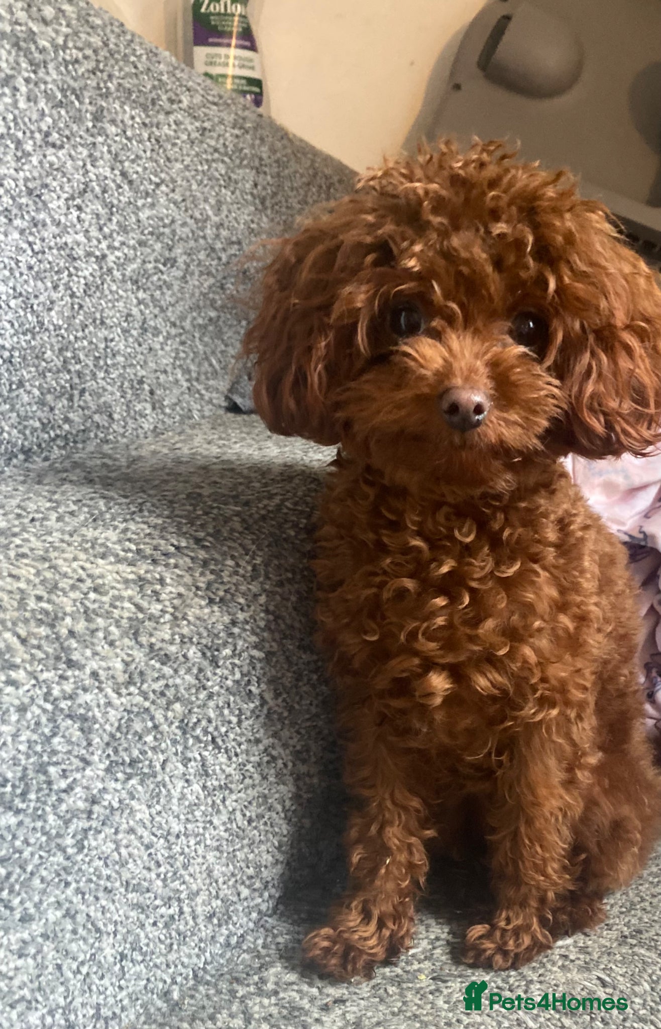 Toy Poodle dogs nearly a year old asian toy poodle red - Advert 1