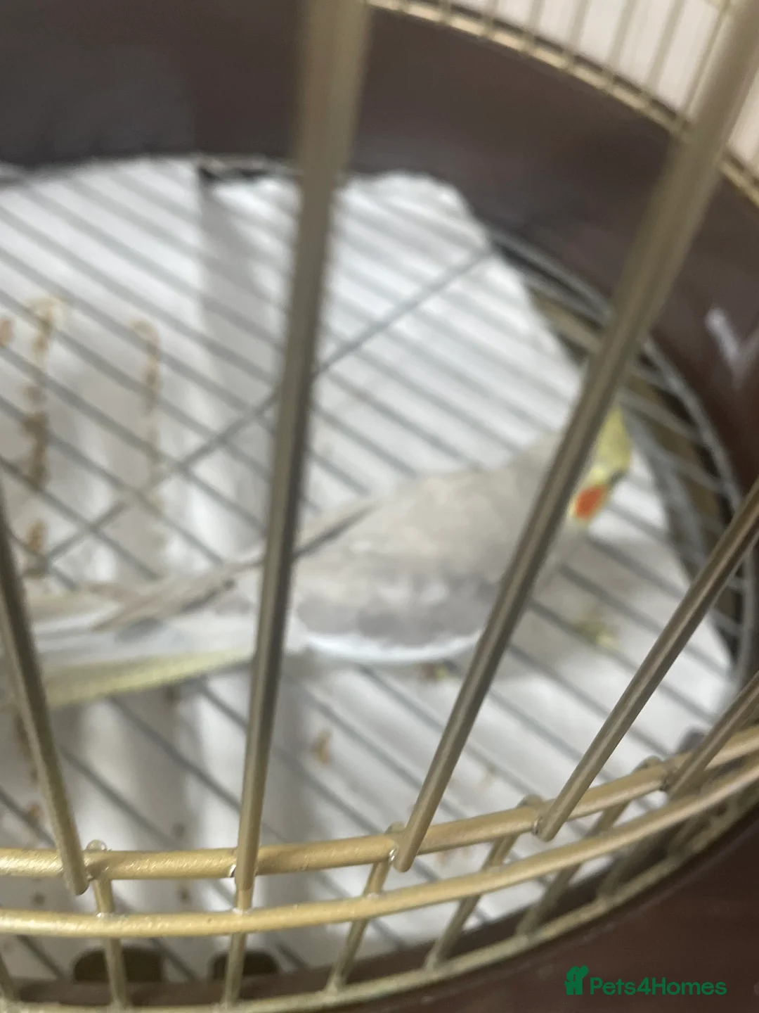 Cockatiels birds for sale: Cockatiel  - Advert 8