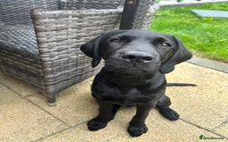Labrador Retriever dogs for sale: Labradoor black 6months (Female) - Image 3