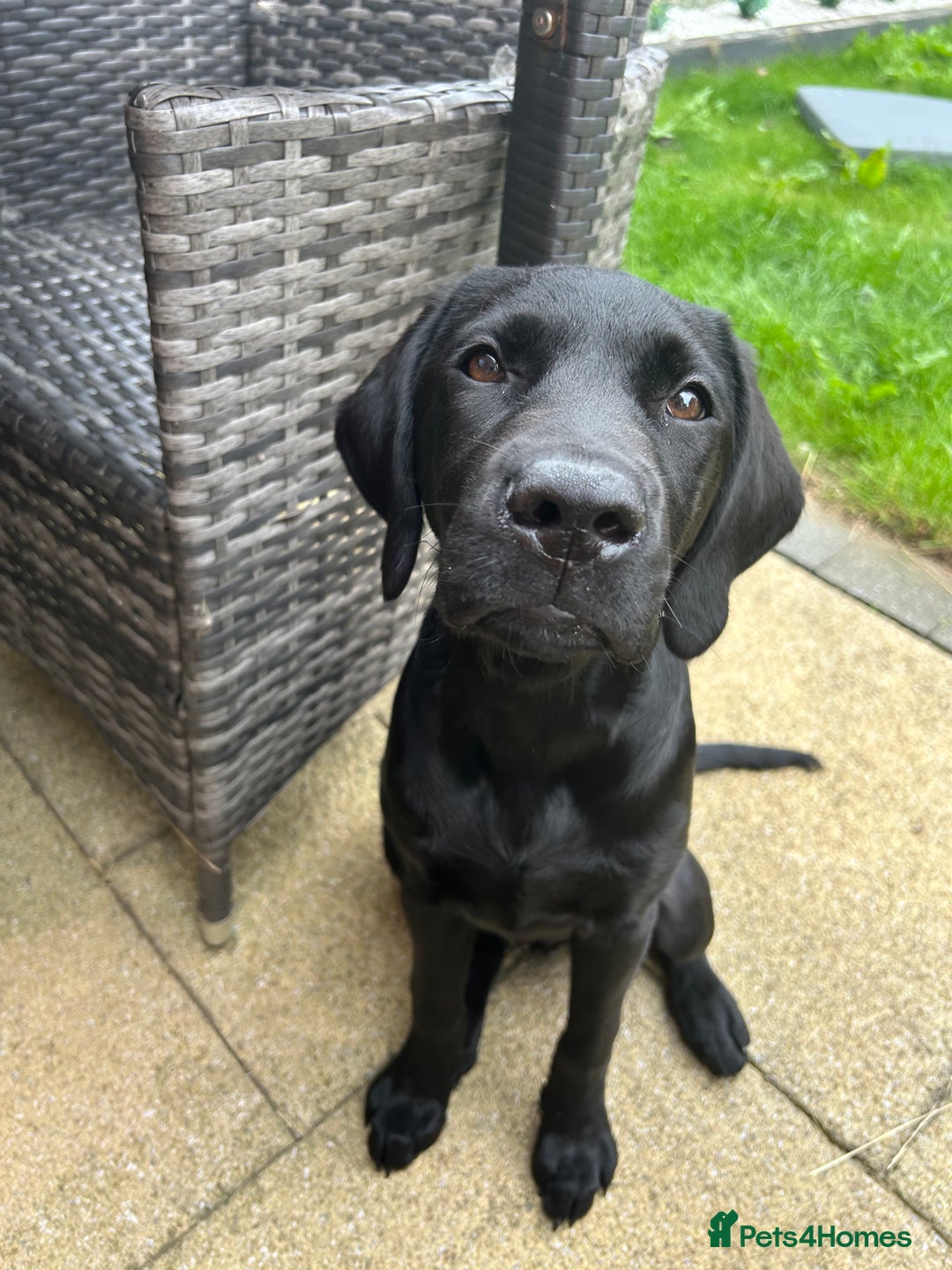 Labrador Retriever dogs for sale: Labradoor black 6months (Female) - Image 3